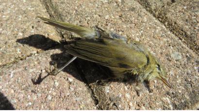 Bild: ubb
Tragische Augenblicke in der veremintlichen Kleingartenidylle:ein toter Vogel auf dem Pflaster.