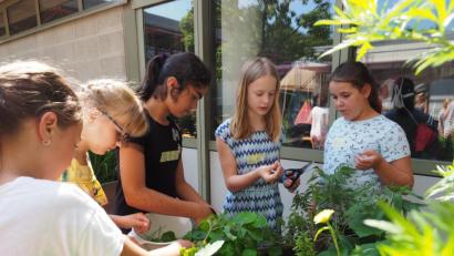 Bild: Elly-Heuss-Gymnasium
Schülerinnen der 5.Klasse ernten Kräuter im Schulgarten.