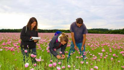 Bild: bsc
Das Vorkommen von Insekten auf Mohnblüten erforschten in Friedenfels im Auftrag der Uni Bonn Mareen Geyer und Rosa Albrecht (von links). Mohn-Pionier und Bio-Bauer Josef Schmidt (rechts) unterstützte die Arbeiten der beiden Forscherinnen und freut sich auf die Auswertungen und Ergebnisse, die die Universität in einigen Wochen liefern wird.