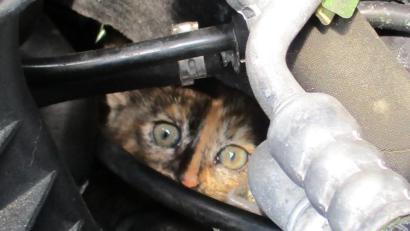 Bild: Feuerwehr Tirschenreuth
Aus den Tiefen des Motorraums blickte das Kätzchen seinen Rettern entgegen.