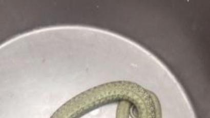 Bild: exb
Die Ringelnatter im Papierkorb.