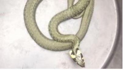 Bild: Polizeiinspektion Kemnath/exb
Die Beamten der Polizei Kemnath erkannten sofort, dass es sich bei der Schlange im Treppenhaus einer Kemnatherin um eine ungiftig Ringelnatter handelte. Nach dem Einfangen entließen die Polizisten das Tier wieder in den Flötzbach.