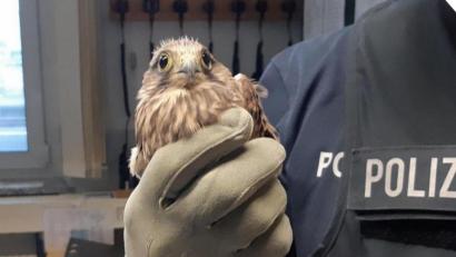 Bild: Bundespolizei Weiden
Auf Hinweis einer Autofahrerin engagieren sich zwei Weidener Bundespolizisten als Falkenretter. Sie bringen den flugunfähigen Greifvogel in die LBV-Vogelauffangstation nach Regenstauf. Dort scheint sich der junge Turmfalke inzwischen gut erholt zu haben.