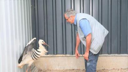 Bild: tu
Storchenbetreuer Hubert Schmid hat den Pleysteiner Jungstorch in eine Pflegestation in Regenstauf gebracht.
