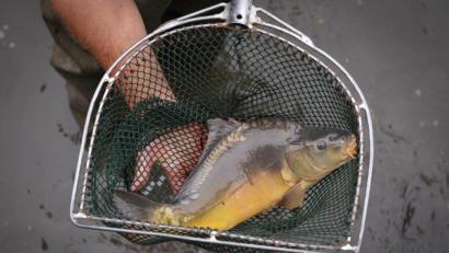 Bild: exb
Entwarnung im Umweltausschuss des Kreistags: Einheimische Fische können weiterhin unbedenklich verspeist werden.Das Arzneimittel Malachitgrün, das andernorts von Fischzüchtern verbotswidrig eingesetzt wird, ist im Landkreis Schwandorf nicht nachzuweisen. Ein Antrag der ÖDP hatte entsprechende Untersuchungsergebnisse nun öffentlich werden lassen.