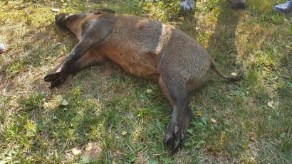 Bild: gri
Das Wildschwein überlebte den Sprung in den Weiher nicht.