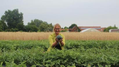 Bild: LWG
Gartenbauingenieurin Birgit Rascher erntet auf dem Melonenacker des Gemüsebauversuchsbetriebs Bamberg der LWG Wassermelonen.