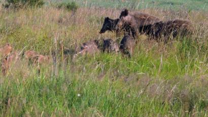 Bild: mor
Als Prävention gegen die Afrikanische Schweinepest beantragt die CSU-Kreistagsfraktion die Einführung einer Abschussprämie für Wildschweinfrischlinge.