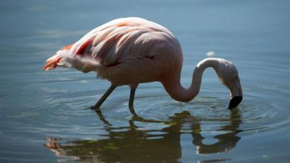 Bild: Federico Gambarini/dpa
Ein Flamingo sucht in einem Becken nach Futter.