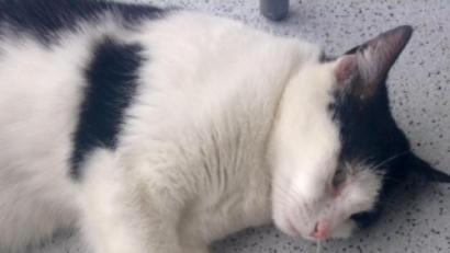 Bild: Houschka
Alles gut: Sushi ist nach knapp vier Monate dauernder Wanderschaft wieder daheim in Vohenstrauß. Ihren Wohltätern in Freihöls wird sie fehlen.
