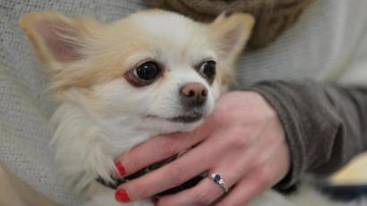 Symbolbild:  Franziska Kraufmann/dpa 
Ein Chihuahua.