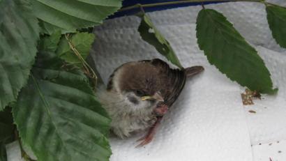Bild: ubb
Dieser kleine Spatz hatte Glück. Er wurde nach einem Unfall wieder aufgepäppelt und wohnt jetzt im Nachbargarten von Dieter Brandl. Zum Füttern kommt er aber täglich zurück. Andere Wild- und Singvögel müssen jedoch verhungern. Laut LBV eine schlimme Folge des Insektensterbens, es sei nicht mehr ausreichend Nahrung für die Vogelbabys da.