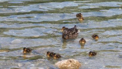 Bild: wpt
Norbert Tretter hat auch die Auflösung mitgeliefert: Ihm zufolge sind auf dem Bild doppelt so viele Forellen als Küken zu sehen.