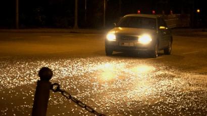 Bild: Alexander Auer
Milliarden von Fliegen bedeckten in der Nacht von Mittwoch auf Donnerstag die Straßen in Burglengefeld.