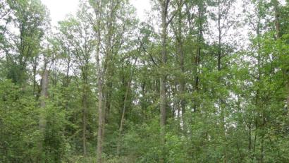 Bild: rn
Nach Entfernung des Unterholzes können unter den verbleibenden Eichen Beisetzungen erfolgen.