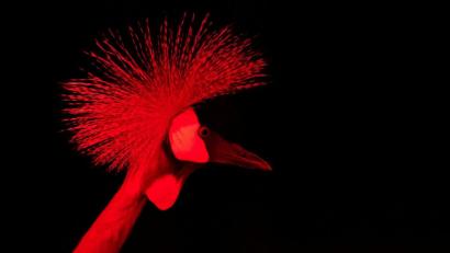 Bild: Sven Hoppe
Ein Kronenkranich steht in der Nacht im Tierpark Hellabrunn in ihrem Gehege.