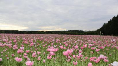 Bild: bsc
Unzählige pinkfarbene Mohnblüten leuchteten den Besuchern des ersten Mohnblütenfestes entgegen.