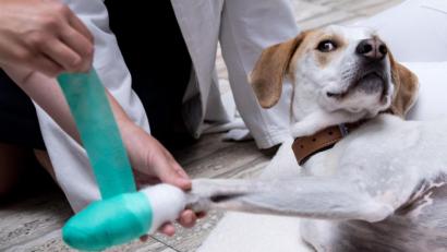 Archivbild: Sven Hoppe/dpa
Eine Tierärztin verbindet bei einem Erste-Hilfe-Kurs für Notfälle bei Hund Max eine Pfote.