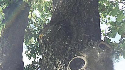 Bild: ü
Zwei "Augen" schauen heraus: So wirkt das Gespinstnest an der Gemeindeverbindungsstraße von Sommeraus nach Görglas noch gefährlicher.