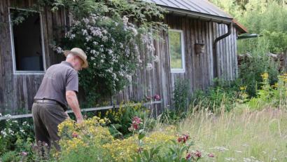 Bild: wro
Auf der Kräuterwiese an der Glasschleif wächst vieles, was dem Körper guttut. Wie früher wird sie noch – wie hier von Norbert Reger – mit der Hand gemäht.