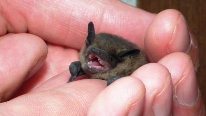 Bild: edo
Diese junge Zwergfledermaus entdeckte Markus Liebl, nachdem sie aus dem Quartier gefallen war. "Man muss sie in einem solchen Fall wieder zur Mutter zurückbringen, da da Jungtier sonst verhungert“, erklärte der Fledermausbeauftragte des Landkreises Neustadt/WN.