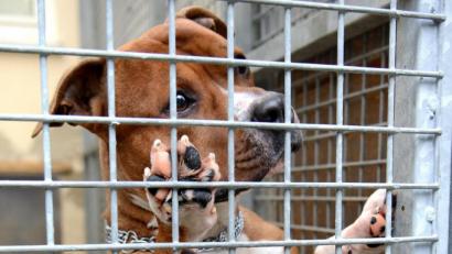 Archivbild: Petra Hartl
Den Vertrag mit dem Tierheim Amberg hat Schmidmühlen schon 2016 gekündigt. Jetzt sucht die Gemeinde einen neuen Partner zur Aufnahme von Fundtieren.