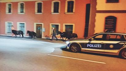 Bild: Polizei Amberg
Einen gemütlichen Ausflug haben sich vier Ponys in Schnaittenbach gegönnt: Die Freude währte aber nur kurz, denn die Polizei erwischte die Ausreißer am frühen Donnerstagmorgen.