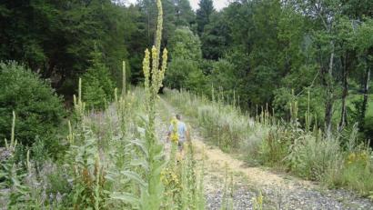 Bild: schß
Besonders viele Königskerzen säumen derzeit die ehemalige Lokalbahn-Strecke Amberg–Lauterhofen.