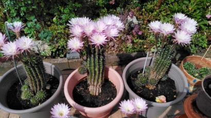 Bild: adj
Über die volle Blütenpracht freut sich Mandy Castillo-Schmidt.