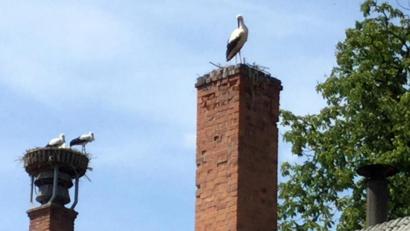 Bild: Schwab/exb
Foto vom 20. Juli 2019 mit den drei Jungstörchen auf dem ursprünglichen und einem der Altstörche auf dem „neuen“ Horst.