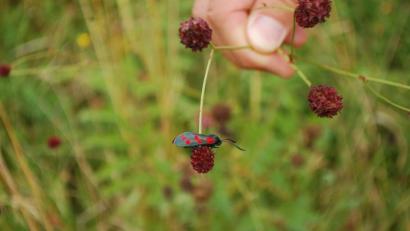 Bild: Hanna Gibbs
Ein Sechsfleck-Widderchen auf einem Wiesenknopf.