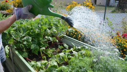 Bild: Gabi Schönberger
Trinkwasser zum Gießen für Beete mit Gemüse und Blumen zu verwenden, ist nach Meinung der Experten der "Steinwaldgruppe" trotz der Trockenheit vertretbar. Auf die großflächige Beregnung von Rasenflächen sollte man aber unbedingt verzichten.