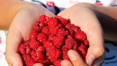 Bild: njn
Wie heimische Beeren zu Leckereien weiterverarbeiten werden können, zeigt der Kurs "Freche Früchtchen - Kochen und Backen für Kinder."