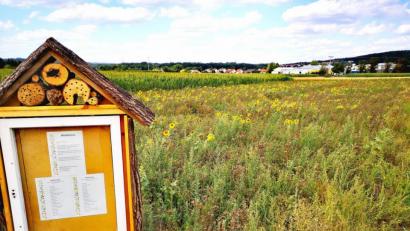 Bild: Thomas Dobler
Die Sonnenblumen auf dem Blühfeld zwischen Schwandorf und Dachelhofen wirken auf manche Menschen so anziehend, dass sie sich daraus Sträuße schneiden.