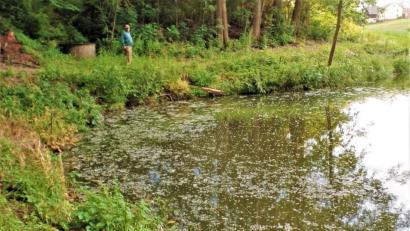 Bild: jml
Wollweiße Pappelsamen landen auf dem Artesgrüner Dorfweiher und zaubern hier ein idyllisches Bild.