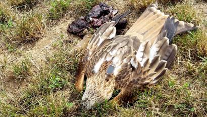 Bild: A. Gottschalk/LBV
Der Landesbund für Vogelschutz (LBV) beschäftigt sich derzeit mit Fund eines toten Rotmilans im Landkreis Regensburg.