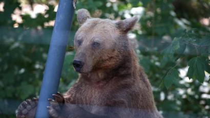 Bild: Oliver Berg
Ein Bär spielt im Gehege im Anholter Bärenwald.