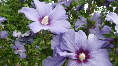 Bild: rn
Beim Hibiscus sind mehrere Zuchtvarietäten bekannt, von denen eine gar den Gambo-, Dekkan- oder Ambari-Hanf liefert.