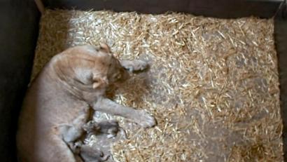 Bild: Zoo Leipzig/dpa 
Die beiden Löwenjungtiere mit Löwin Kigali.