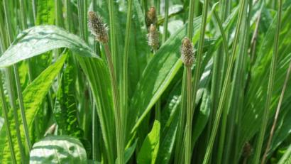 Bild: Heike Will/dpa
Der Spitzwegerich enthält heilende Wirkstoffe und hilft auch bei Mückenstichen.