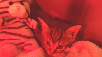 Bild: exb
Katerchen "Gully" nach seiner Rettung unter einer Wärmelampe.