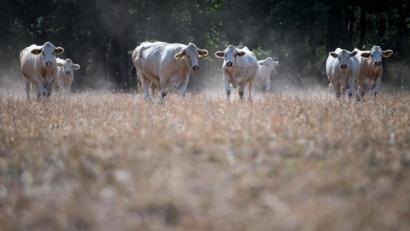 Bild: Monika Skolimowska
Rindfleisch braucht 20 Mal so viel Land und es entstehen 20 Mal so viele Treibhausgase pro Gramm essbaren Eiweißes wie bei pflanzlichen Eiweißen.