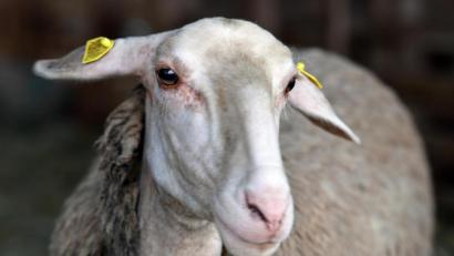 Bild: Martin Schutt/dpa
Ein Milchschaf in einem Biolandwirtschaftsbetrieb.