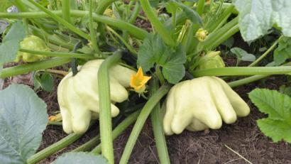 Bild: do
Faszinierende Zierkürbisse.