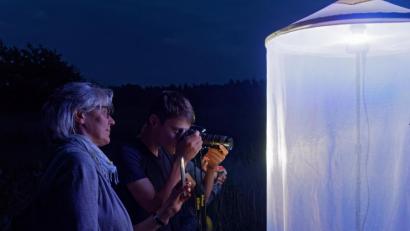 Bild: tr
Heinz Kotzlowski lockte mit einer Nachtfalter-Leuchtanlage und selbstgebrauten Ingredienzien, mit denen er die Rinde von Bäumen einstrich, in der Waldnaabaue Nachtfalter an. Etwa 20 Naturbegeisterte ließen sich das Spektakel nicht entgehen.