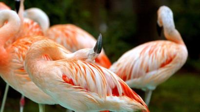 Bild: Karl-Josef Hildenbrand/dpa
Flamingos stehen im Freizeitpark Geiselwind.