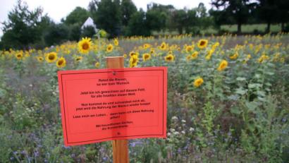Bild: jma
Leuchtend rot und nicht zu übersehen: Ein Schild warnt Spaziergänger davor, die Sonnenblumen bei Pressath zu pflücken.