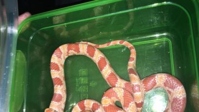 Bild: exb
Wem gehört diese Kornnatter? Anwohner hatten sie in der Siechenstraße gefunden. Derzeit befindet sie sich vorübergehend in einer Zoohandlung.