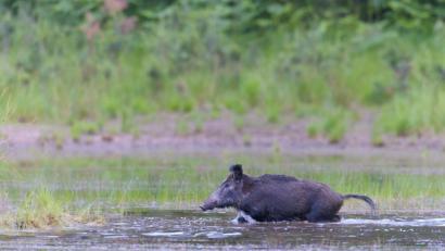 Bild: hrö
Dieses Wildschwein ist eine „coole Sau“. Abkühlung sucht sich das Tier einfach in einem Wasserloch.