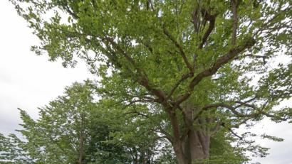 Bild: tr
Die Baumkrone der unteren Linde (rechts) an der Steinbergallee muss radikal zugeschnitten werden. Eine unstabile Krone und Pilzbefall am Stammfuß erzwingen laut Stadtförster Stefan Gradl ein Handeln.
